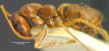 Media type: image;   Entomology 8875 Aspect: habitus lateral view